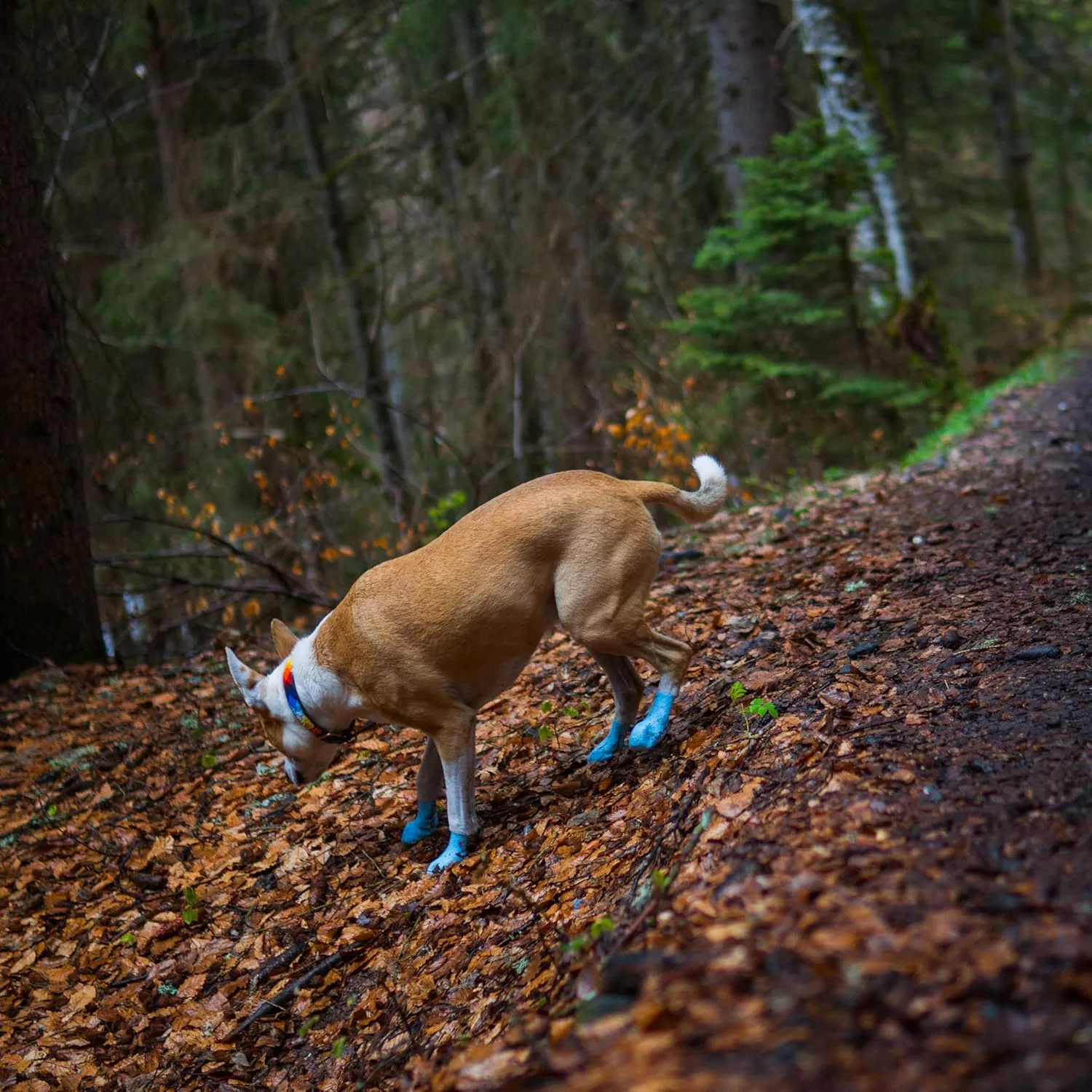 Paw-Skins Next-Gen Dog Boots | Silicone Dog Shoes | Large, Blue Topaz | Hot Pavement, Snow, Cold Weather Protection